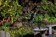 Show Us: What Kind of Wildlife Have you Spotted in Your Yard